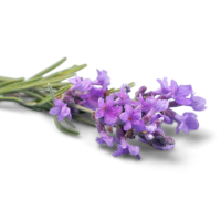 Ingredient