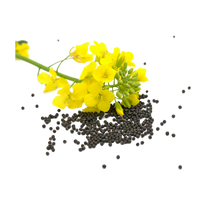 Ingredient