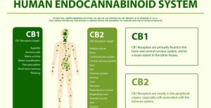 the human endocannabinoid system