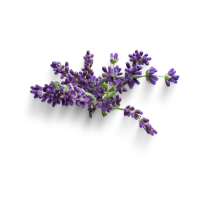 Ingredient