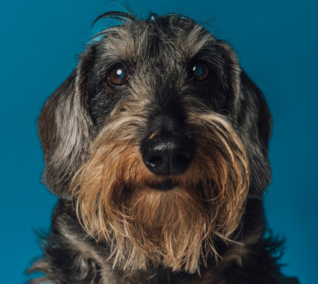 photo of poor dog charlie
